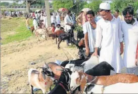  ?? SUBHANKAR CHAKRABORT­Y/HT PHOTOS ?? ▪ Goats on sale ahead of Bakrid at the bakra mandi in old city in Lucknow.
