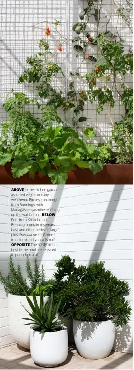  ??  ?? ABOVE In the kitchen garden, assorted vegies occupy a weathered Birdies iron trough from Bunnings, with Madagascan jasmine reaching up the wall behind. BELOW
Pots from Koskela and Bunnings contain rosemary, basil and other herbs (in large), plus Crassula ovata ‘Gollum’ (medium) and yucca (small). OPPOSITE The hardy plants beside the pool are resistant to pool chemicals.