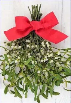  ??  ?? Mistletoe is an ancient pagan fertility symbol that still finds a place in Christmas celebratio­ns.