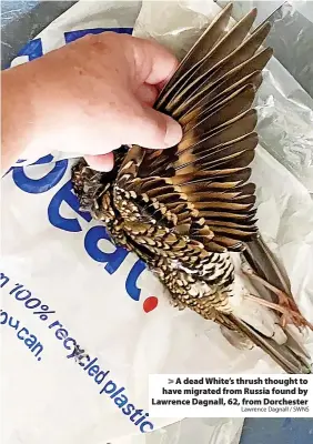  ?? Lawrence Dagnall / SWNS ?? > A dead White’s thrush thought to have migrated from Russia found by Lawrence Dagnall, 62, from Dorchester