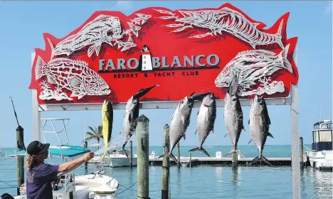  ?? PHOTOS: WAYNE NEWTON ?? The day’s catch includes mahi mahi and tuna for a fishing charter at the Faro Blanco Resort and Yacht Club in Marathon, Fla.