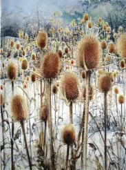  ??  ?? Teasel, watercolor, 30 x 22”
The thorns that we often encounter in rural areas in my geography are significan­t for me. They are as a source of food for birds as well as assisted in daily life at old time such as combing wool and filtering milk. I used masking liquid for light colored ones, used the salt in textures. I made for the thorns in the front by going from light to dark, I used the detailing and erasing methods.