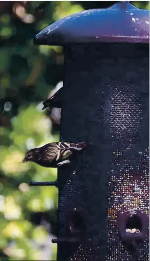  ?? DENNIS L. TAYLOR — MONTEREY HERALD ?? Pine Siskins feeding on brand-name Nyjer seed at a backyard feeder in Salinas on Thursday.