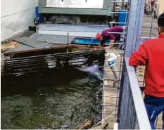  ?? Foto: Anne Eichmann ?? Männer versuchten noch, das Reh aus dem Mittleren Lech zu retten. Einer sprang dazu ins Wasser. Doch er hatte keine Chance, das Tier ertrank.