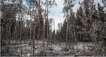  ?? CP FILE PHOTO ?? Ash covers the ground in an area burned by the Shovel Lake wildfire, near Fort Fraser. The smoke has cleared after the worst forest fire season in B.C. history but tourism operators fear the damage to their industry will linger far into the future.