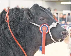  ?? ?? Dominant The Aberdeen Angus champion from Neil A Wattie led the first week sales reaching 24,000gns