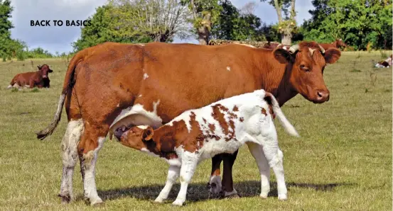  ?? ADOBE STOCK ?? ABOVE:The right time to wean a calf depends primarily on the condition of the cow, not the age of the calf.