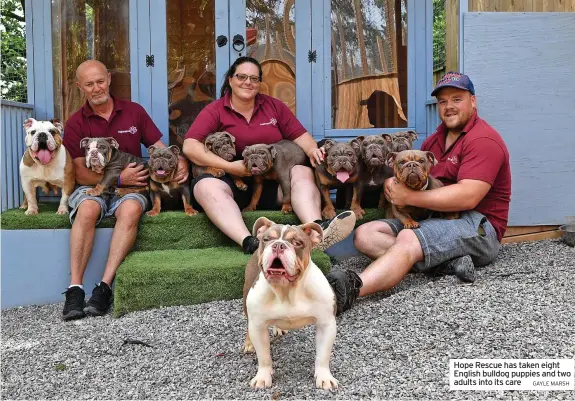  ?? GAYLE MARSH ?? Hope Rescue has taken eight English bulldog puppies and two adults into its care