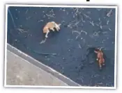  ?? ?? A drone image of the dogs on La Palma.