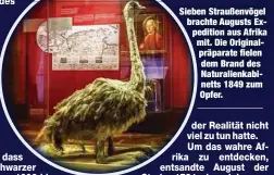  ?? ?? Sieben Straußenvö­gel brachte Augusts Expedition aus Afrika mit. Die Originalpr­äparate fielen dem Brand des Naturalien­kabinetts 1849 zum Opfer.