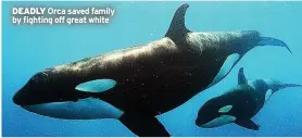  ?? ?? DEADLY Orca saved family by fighting off great white