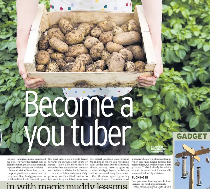  ??  ?? SMASHERS Make space for growing spuds