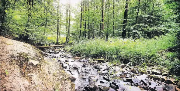  ?? RP-FOTO: OLIVER WIEGAND ?? Das Gelpetal bildet zusammen mit dem Saalbachta­l ein bewaldetes Naherholun­gsgebiet im Süden der Stadt Wuppertal an der Grenze zu Remscheid.