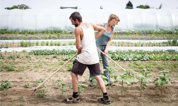  ?? © Brecht Van Maele ?? ‘Koks vinden het fantastisc­h dat ze hun producten kunnen ruiken en proeven op het veld’, zeggen de twee boeren van Ferm.