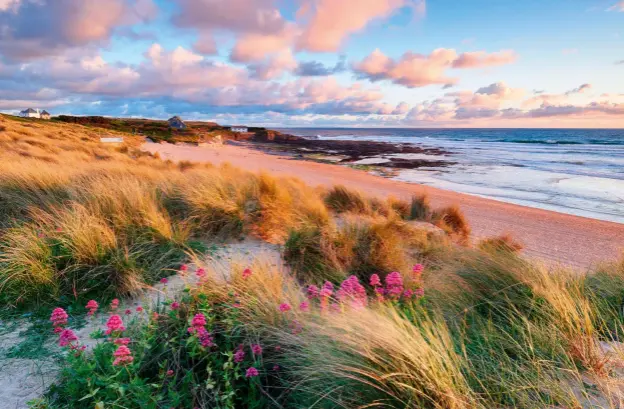  ?? ?? Above: Valerian flowers amid the windy dunes of Constantin­e Bay. Below: Surf seekers Tom Konig and Adam Brown