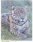  ?? EFE ?? YAGUARETÉ. Es el nombre con el que se conoce al jaguar, especie en peligro, en Argentina.