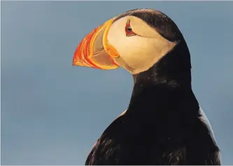  ?? ROBERT F. BUKATY THE ASSOCIATED PRESS ?? In the Gulf of Maine, biologists are watching the colonies of the Atlantic puffin. They are noting a good number of nests and numbers of birds. Above, a puffin on Eastern Egg Rock, a small island off the coast of Maine.