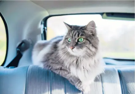  ?? DREAMSTIME ?? Fears can develop if cats are traumatize­d by travel.
