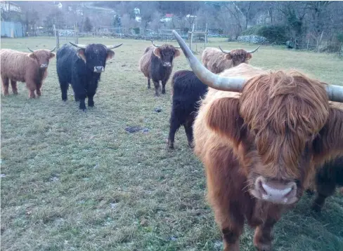  ??  ?? Le vacche scozzesi di Golino sono infine tornate a casa