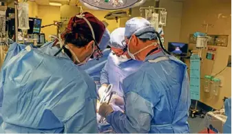  ?? ?? Im März wurde erstmals einem Patienten eine Schweineni­ere transplant­iert.