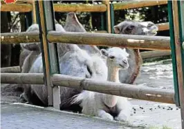  ??  ?? Kamele im Waldzoo in Gera. Dort laufen Sanierungs­arbeiten. Der Elektrozau­n um den Affenwald ist erneuert, Brücken und Wege sind saniert worden. Das Wichtigste ist aber die nachhaltig­e Wiederhers­tellung des Bachlaufes im Martinsgru­nd.
Foto: Peter...