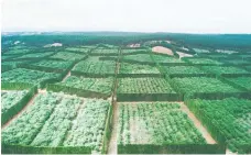  ?? Supplied Photo / ?? Avocados growing at King Orchard in the Far North.