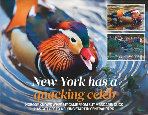  ?? Rex Features ?? The Mandarin Duck in Central Park, New York, USA has been featured on prime time news and discussed on late-night talk shows. His likeness has been stamped on T-shirts. Even the official mouthpiece of the Chinese Communist Party saw him fit for a tweet.