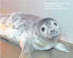  ??  ?? On mend Rescued seal pup Snow White recovering with SSPCA