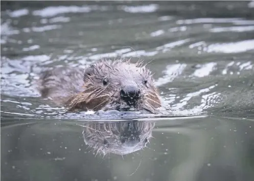  ?? ?? Some farmers in the Cairngorms National Park have described the release of beavers in the area as the ‘final straw’