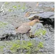  ?? FOTO: FUNK ?? Die Wasseramse­l kann sogar tauchen, als einziger Singvogel.