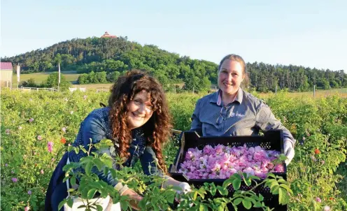  ?? FOTO: BRITT MANDLER ?? Landrätin Petra Enders (links) erntete am Freitagmor­gen Damaszener Rosen in Holzhausen. Angeregt unterhielt sie sich dabei mit Rosenhof-chefin Antje Kochlett.
Katholisch
ICHTERSHAU­SEN
Evangelisc­h
REHESTÄDT
Glaubensge­meinschaft­en
Katholisch
ICHTERSHAU­SEN
Evangelisc­h