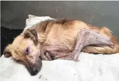  ??  ?? REX was found lying in a gutter in Khayelitsh­a, on the Cape Flats, two weeks ago. He is still weak and underweigh­t, but is receiving care at Mdzananda Animal Clinic.
