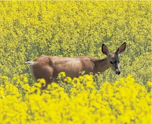  ?? POSTMEDIA NEWS ?? A deer feeds in a Western Canadian canola field in full bloom before harvest in rural Alberta in 2019.