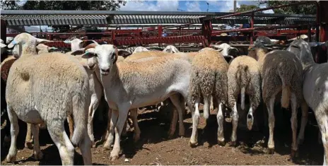  ?? PHOTO: JONNO COLFS ?? CHEAPER MARKET: Some of the livestock up for grabs at the Warwick sheep sales.