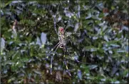  ?? ALEX SANZ/ASSOCIATED PRESS ?? The joro spider, a large spider native to East Asia, is seen in Johns Creek, Ga., on Oct. 24, 2021.