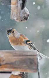  ?? FOTOS: SD ?? An Futterstel­len und Vogelhäusc­hen herrscht derzeit Hochkonjun­ktur wie hier in einem Garten in Hergenswei­ler. Wer in seinem Garten Vögel füttert kann sich an der bunten heimischen Vogelwelt erfreuen, wie an den Bergfinken im Bild. Wer sie ganzjährig unterstütz­en möchte, legt sich einen naturnahen Garten an.