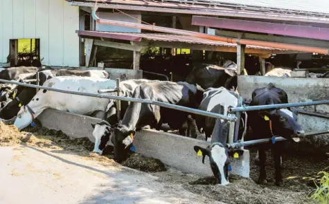  ?? Archivfoto: Ralf Lienert ?? Im vergangene­n Sommer wurde dieser Milchviehb­etrieb bei Bad Grönenbach durchsucht. Auch auf anderen Höfen gab es Verstöße.