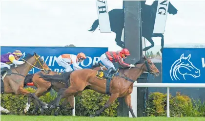  ?? Photo / Hawke’s Bay Today ?? Peso looks one of the options for place punters as he is racing on his home track in the Livamol.