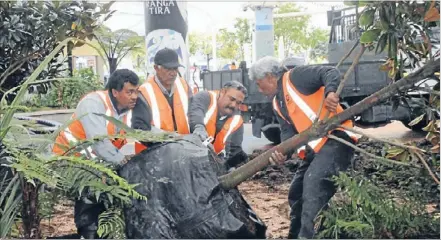  ??  ?? Heave: Council gardens’ staff Felise Maiava, Tamana Lealiifano, Ioane Baulo and Setu Tagaloa planted large magnolias under the canopies last Wednesday to replace six vandalised trees.