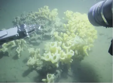  ?? SABINE JESSEN / HO / THE CANADIAN PRESS ?? The glass sponge reefs in the Strait of Georgia, B.C., are protected from bottom fishing, but there are no rules regarding people laying cables or dropping anchors, which means the marine area is not fully protected, expert says.