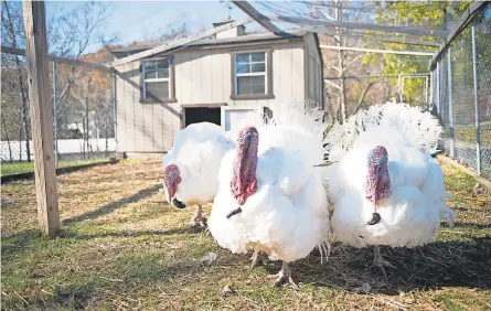  ??  ?? “Honest” and “Abe,” Thanksgivi­ng turkeys pardoned by President Obama in 2015, have spent the past couple of years living at Turkey Hill Farm in Leesburg, Va. Will there be a reprieve for holiday travelers? JASPER COLT/USA TODAY