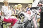  ??  ?? Joanie, a Havanese dressed as a bride, delights the audience at Devonshire’s Doggy Diva Day. Dellie Rosen’s dog took second place in the show.