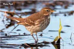  ??  ?? Water Pipit