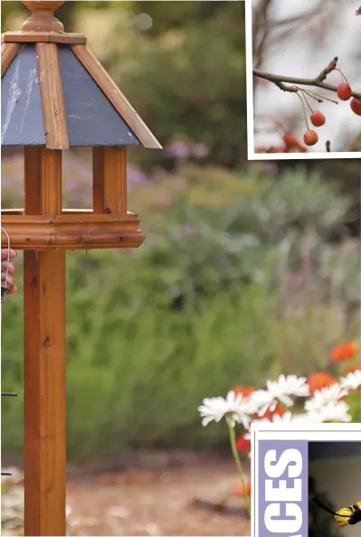  ??  ?? ABOVE: Declan Murphy at Tinakilly House this week. LEFT: A blue tit – which can have 10 young to look after. LEFT: Declan’s book. TOP: A bullfinch.