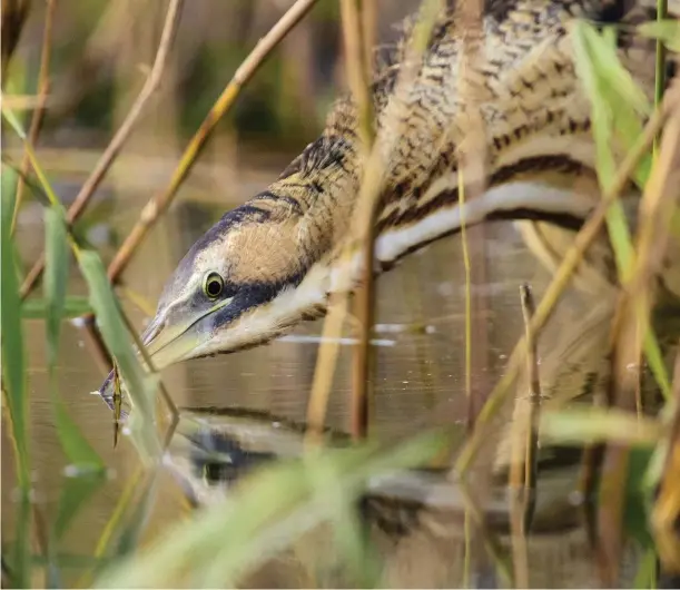  ??  ?? breeding birds have pea-green skin around the eyes and bill – it turns pale blue in breeding males. Above: cryptic, reed-coloured plumage makes a bittern difficult to spot even at close range. Non