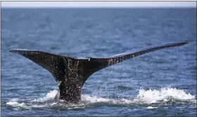  ?? AP FILE ?? A North Atlantic right whale appears at the surface in 2018, off the coast of Plymouth. The developers of an offshore wind farm off the coast of New England and New York and three environmen­tal organizati­ons have reached an agreement Monday to further protect rare North Atlantic right whales during constructi­on and operation of the energygene­rating project.