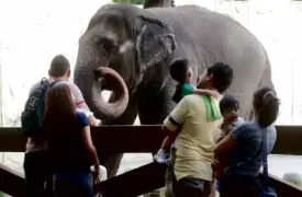  ?? ARNOLD ALMACEN ?? NOCELEBRAT­ION of Manila Zoo’s anniversar­y would be complete without its main attraction, Mali, who gets up close and personal with people who flock to her enclosure.