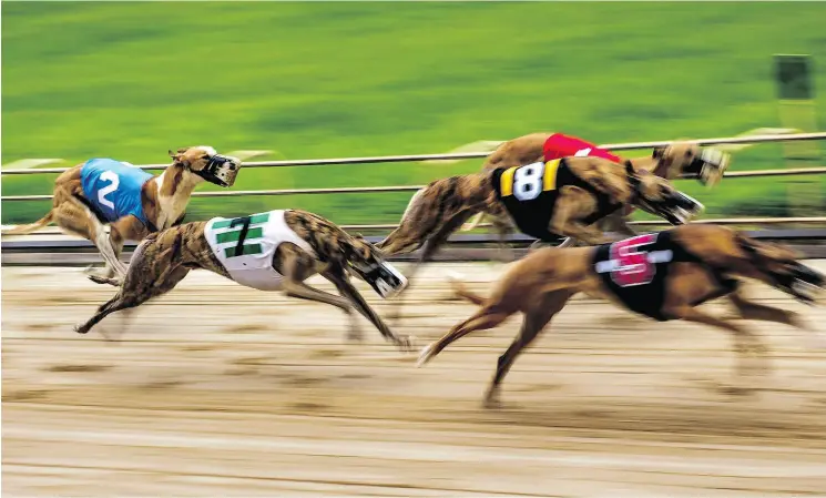  ?? PHOTOS: SCOTT MCINTYRE ?? During a race, greyhounds chase a mechanical lure that makes a squeaky noise as it circles the track.