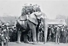  ??  ?? Giant among men: Jumbo was the subject of ’Attenborou­gh and the Giant Elephant’