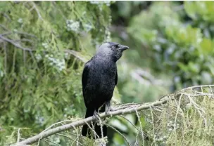  ??  ?? ●● A jackdaw perched on a branch